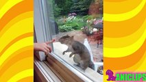 Animal Begging For Food ✯ Funny Animals Compilation