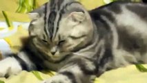Funny Cats Compilation [Most See] Funny Cat Videos Ever