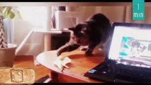 Cats just never fail to make us laugh - Funny cat compilation ✔