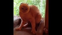 funny cats compilation most see funny cat videos ever part 4   YouTube