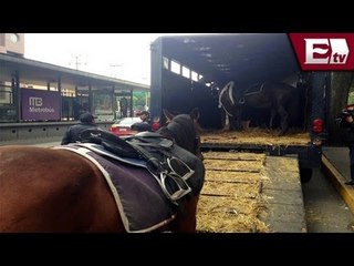 Caballos escapan en pleno Distrito Federal (IMÁGENES)