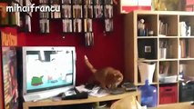 Funny Cats Jump Fails Compilation 2016  NEW HD