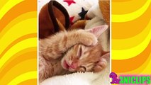 Funny Cats Will Always Make Us Laugh - ✯ Funny Cats Compilation