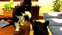 AFV Funny Cats and Dogs Fighting - Epic AFV Cats and Dog Fight TOP Videos Compilation