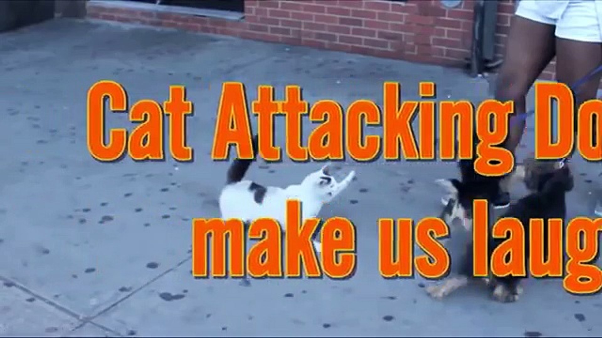 Cat ATTACKING Dog, Don't Stop to Laugh !!! Cat & Dog Funny Compilation