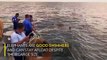 Watch Elephant Rescued After Being Swept 10 Miles Out to Sea  National Geographic
