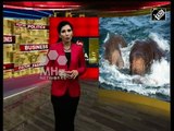 Sri lanka News - Sri Lankan navy, wildlife officials rescue two elephants swept out to sea