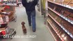 Think small dogs are just barking ankle biters  Georgia's Best Dachshund Dog Trainers