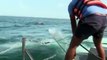 sri lanka navy rescued two elephants while drowning in sea