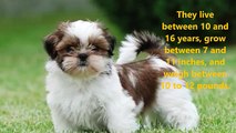 Cute Small DogsThe Top Smallest Dog Breeds in the WorldCUTE DOGS