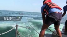 Sri Lanka All hands on deck as Navy save elephants from drowning (1)