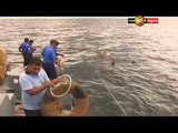 elephant drowning in sea Sri Lanka Navy rescues  safe it now