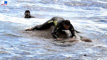 Incredible rescue of elephant lost swimming five miles out at sea