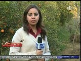 #أخبار_المحافظات | #أسيوط.. كاميرات سي بي سي اكسترا ترصد موسم زراعة الموالح في المحافظة
