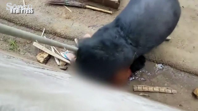 Ayı saldırısına uğrayan turist mucizevi şekilde kurtuldu