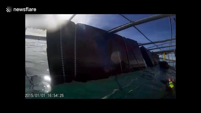 Shark bites diving cage in Gansbaai, South Africa