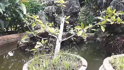 ᴴᴰ Best Cartoon For Kids 2016 ☆♥ Donald Duck Sea Salts