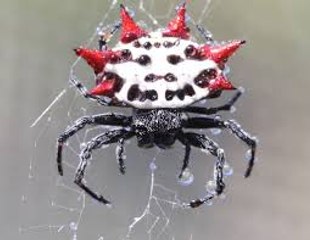 Most AMAZING Spiders In The World_