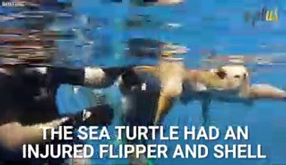 Ship Crew Saves Injured Sea Turtle