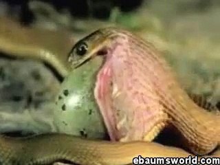 Snake eats huge egg