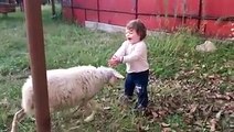 طفلة جميلة تلعب مع خروف جميلة #مضحك    #  #فكاهي  #صغار  #اولاد  #الاطفال  #اطفال #اضحك