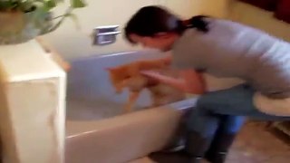 FUNNY CATS IN WATER COMPILATION  BATHE HATE CAT FAIL