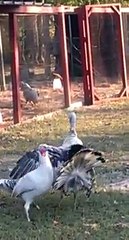 El Baile del Pavo Mareado