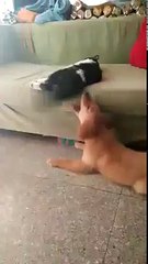 Nunca Cojas a un gato por la Cola