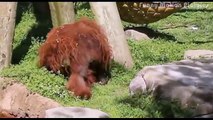 Animals Behaving Like Humans Compilation - Funny Videos Of Funny Animals Compilation 2017
