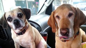 These dogs love ice cream