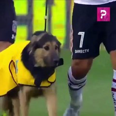 Sahaya Sokak Köpekleri İle Çıkan Futbol Takımı
