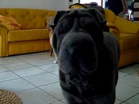 shar-pei Qi Ming Xing shar-pei kennel