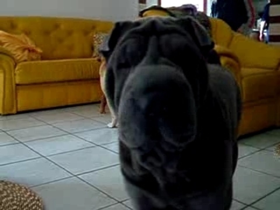 shar-pei Qi Ming Xing shar-pei kennel