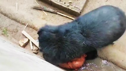 Un homme se fait attaquer par un ours