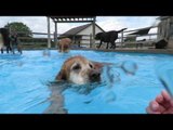 Buddy the Golden Retriever Learns how to Dive