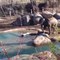 Ce bébé éléphant se bat contre une oie sauvage au zoo.. trop mignon