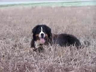 tajh, anghoon 5 mois, Nietzsche et Phèdre en arrière plan