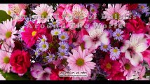 Types of Daisy Flowers Around the World