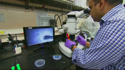 Breakthrough made in repairing disease-causing human embryo gene