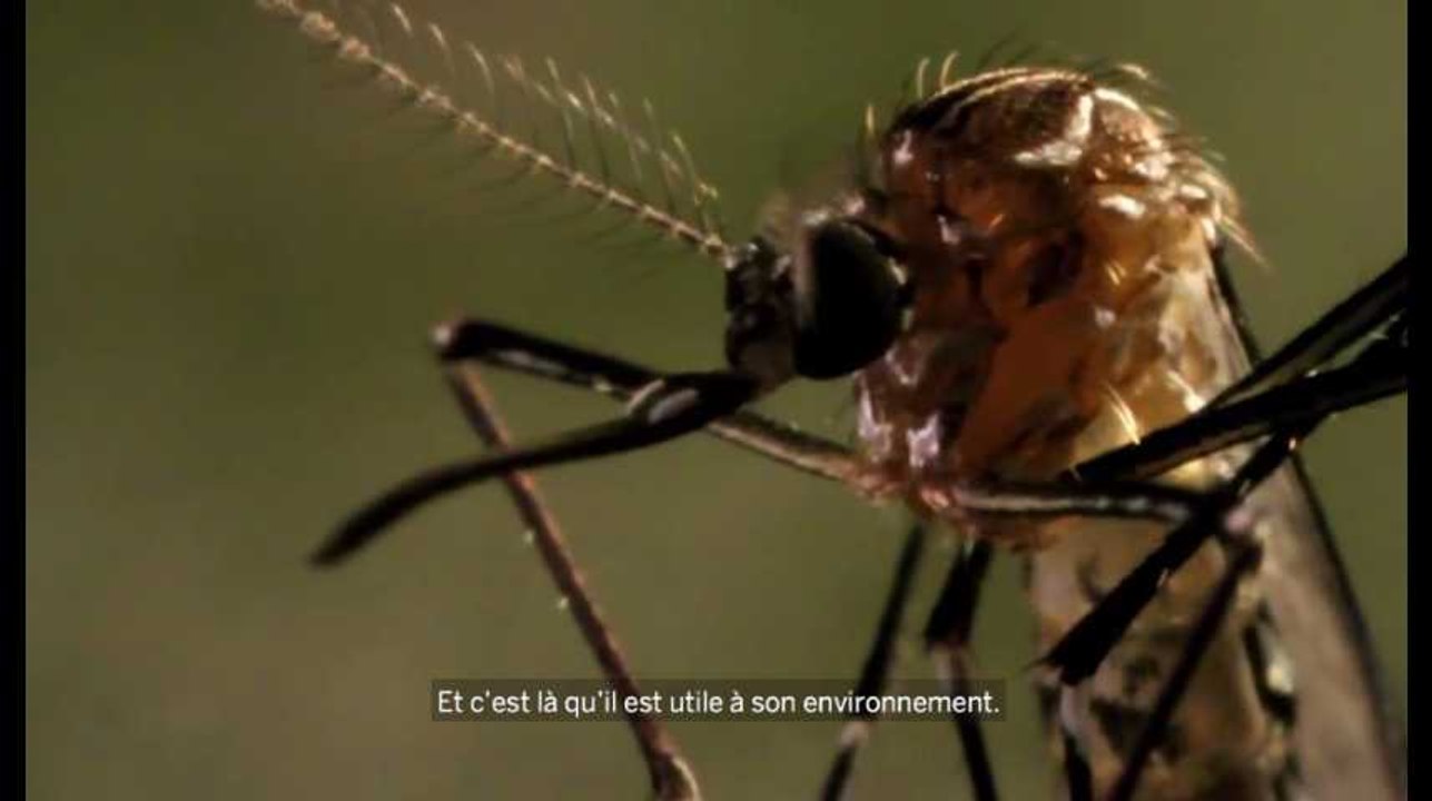 Y a-t-il une seule bonne raison de ne pas éliminer tous les moustiques ?