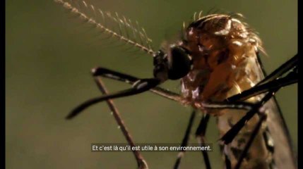 Y a-t-il une seule bonne raison de ne pas éliminer tous les moustiques ?