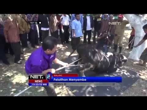 Pelatihan Cara Menyembelih Hewan Qurban yang Benar di Malang -NET12