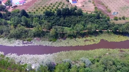 Nilüferler Çiçek Açtı: Ortaya Doyumsuz Manzara Çıktı