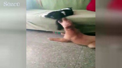 Boksör kedi köpeği fena benzetti