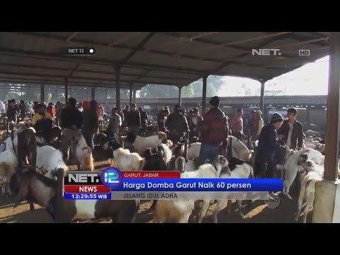 Jelang Idul Adha penjualan domba Garut naik, peternak panen rupiah - NET12