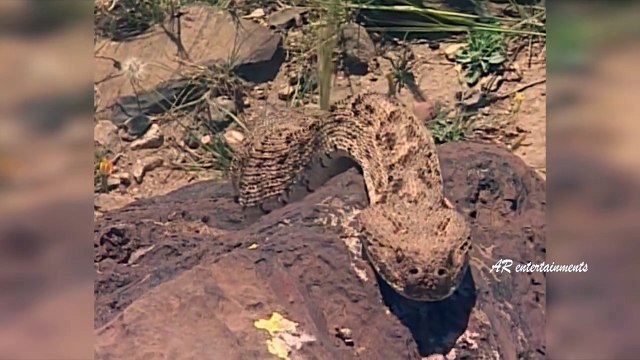 The Reptiles of the Desert | Unseen Videos of Monitor Lizard, Snake, Cobra | AR Entertainm