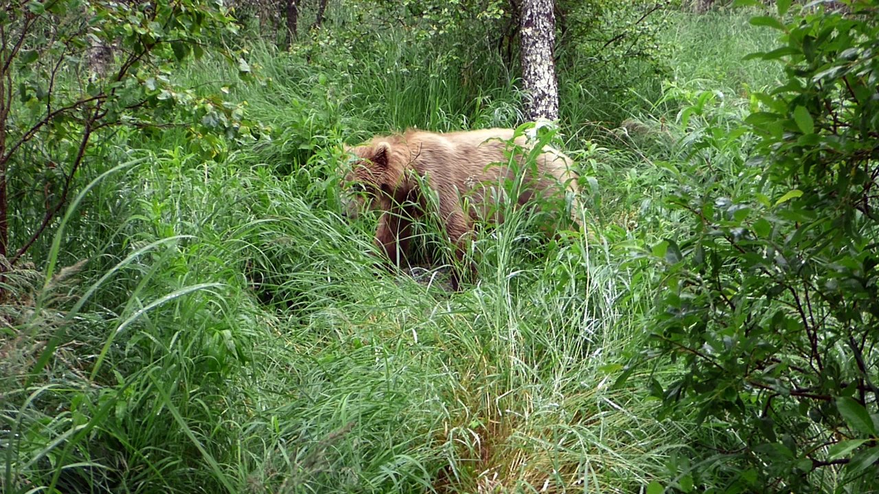 The Bear Boss