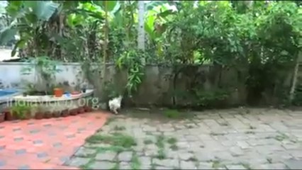 Fight Between Dog And Snack