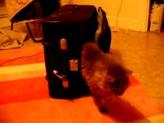 Bliou en exploration