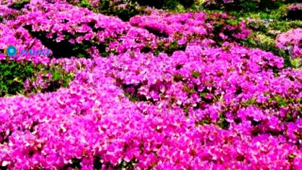 11 سببا لتقع في حب كوريا الجنوبية